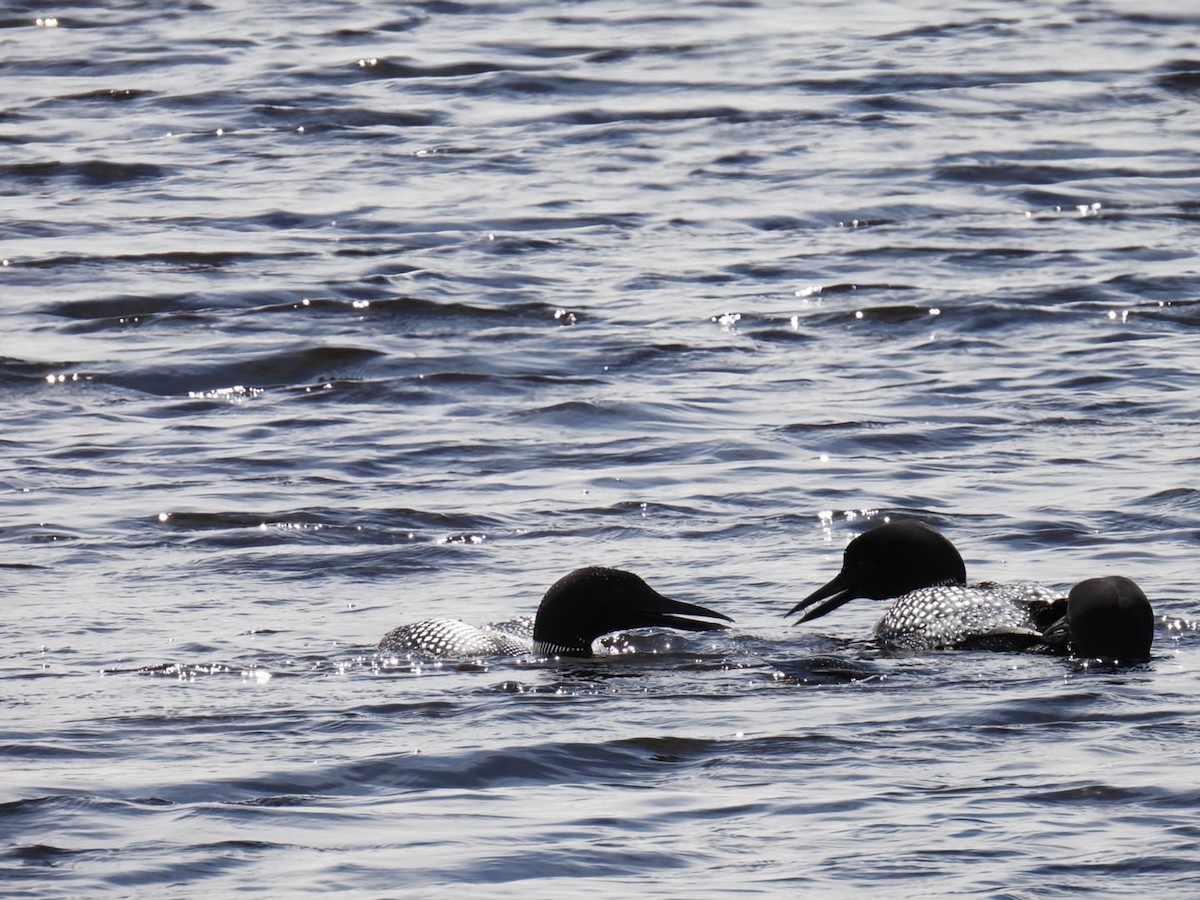 Common Loon - ML618833774