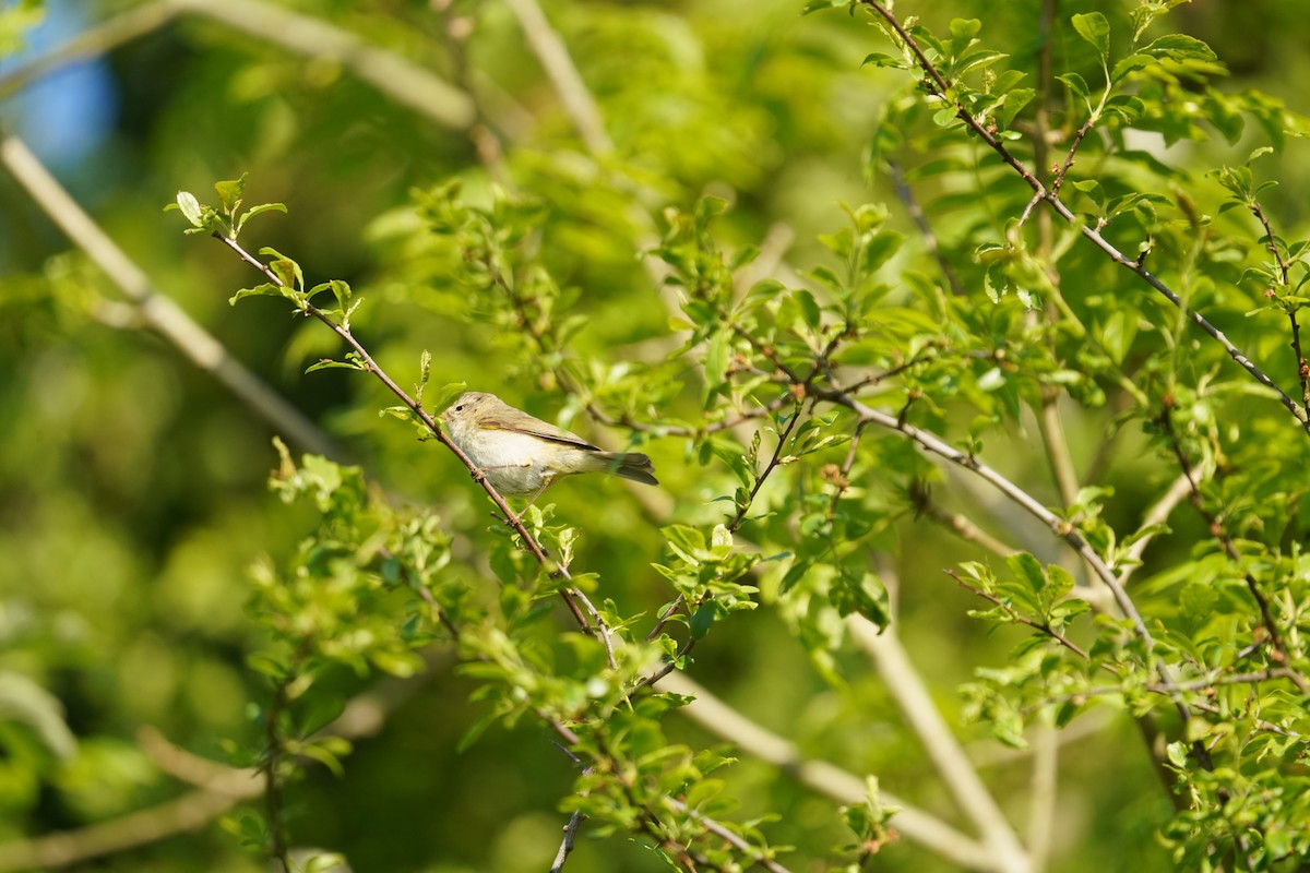 Common Chiffchaff - ML618833779