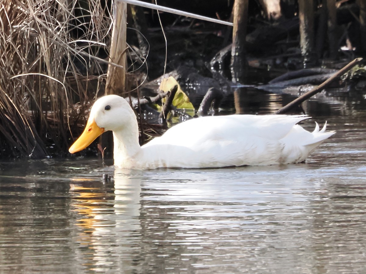 Mallard (Domestic type) - John Felton