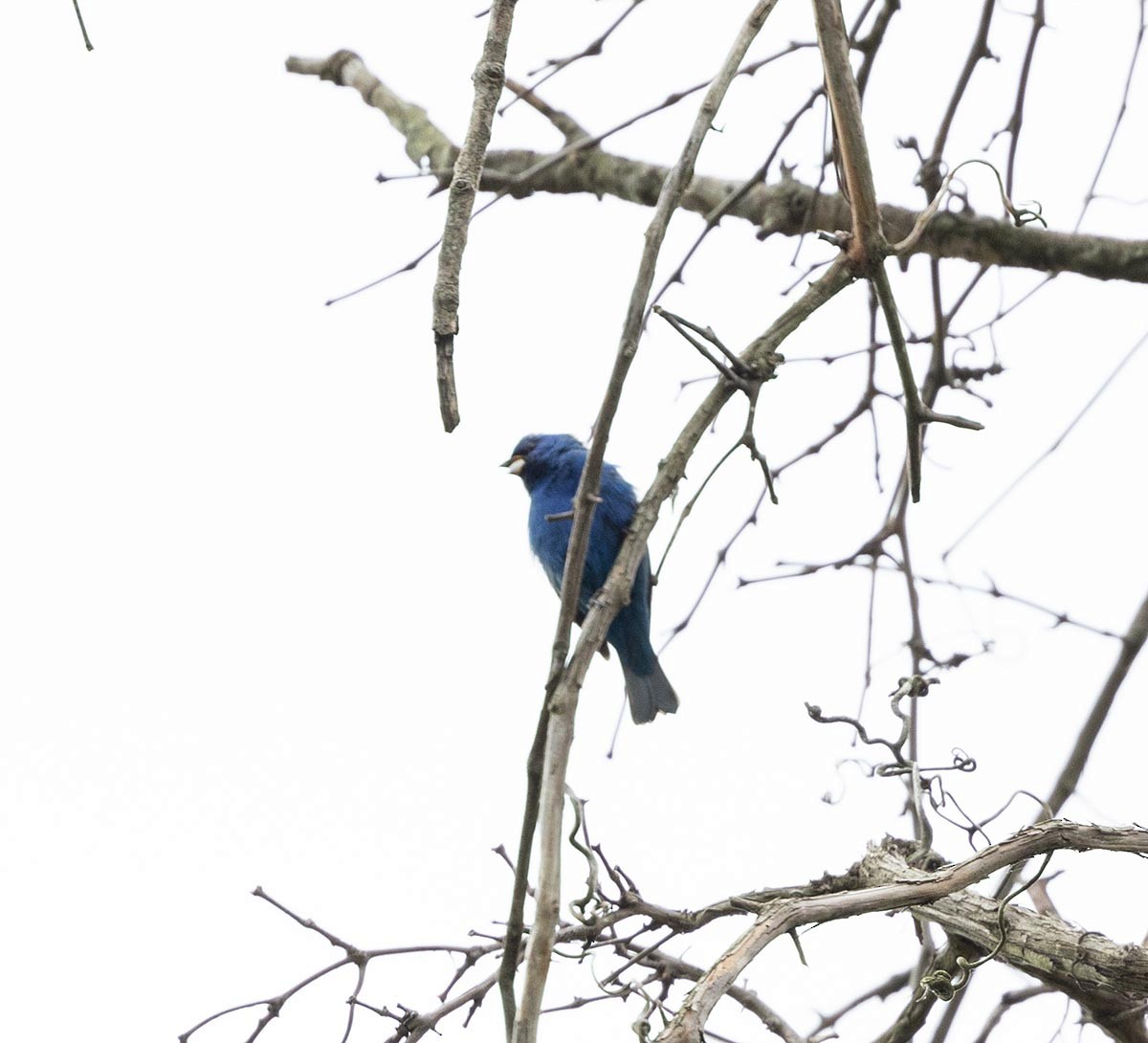 Indigo Bunting - Janis Stone