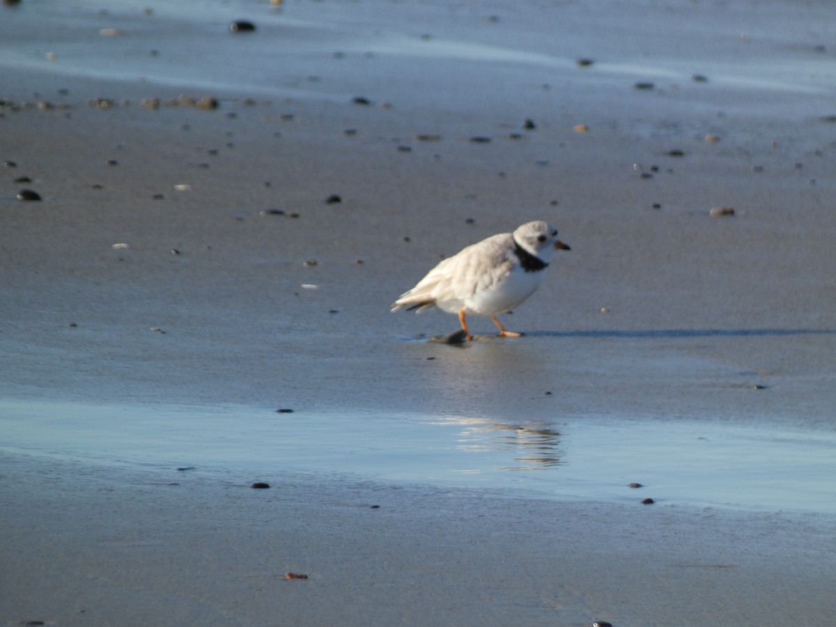 Piping Plover - Ethan  Greenberg