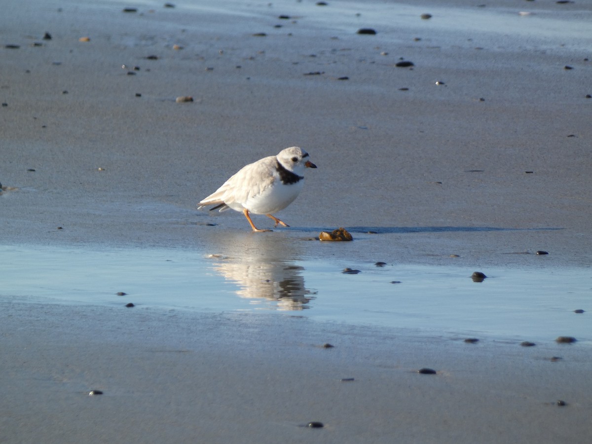 Piping Plover - Ethan  Greenberg