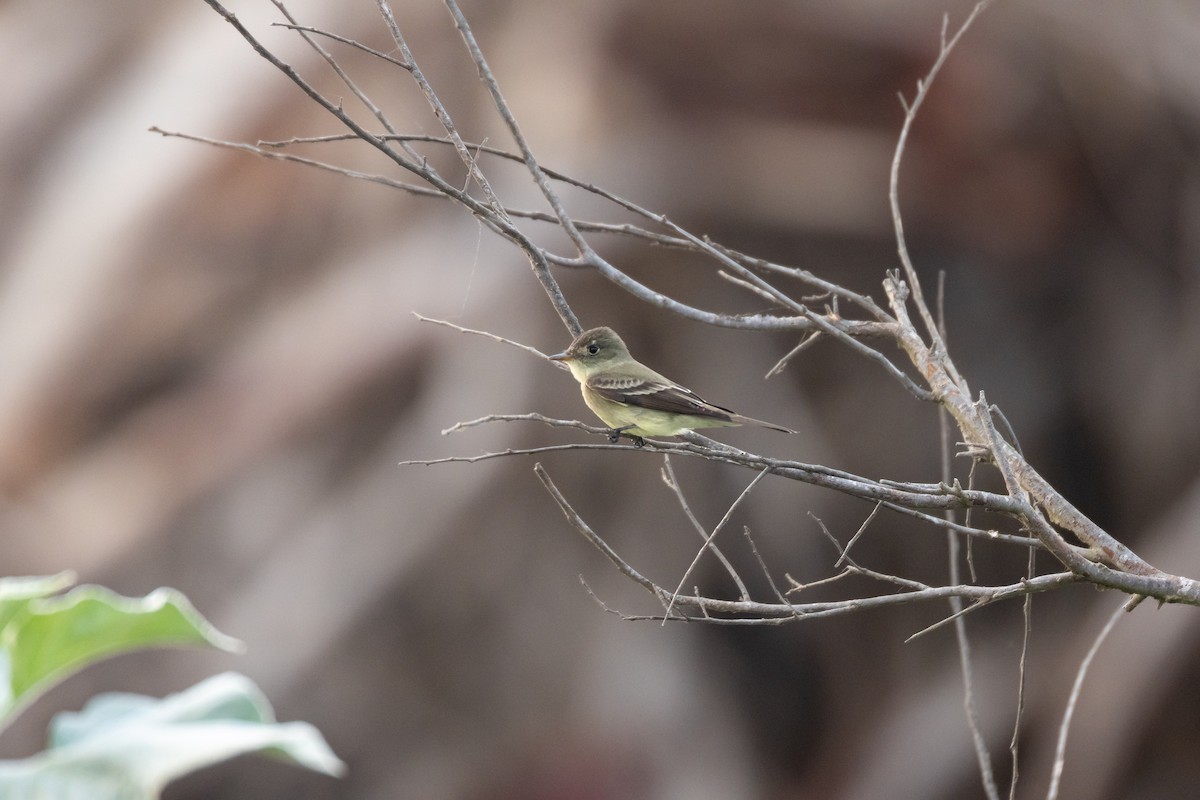 Eastern Wood-Pewee - Jason Page