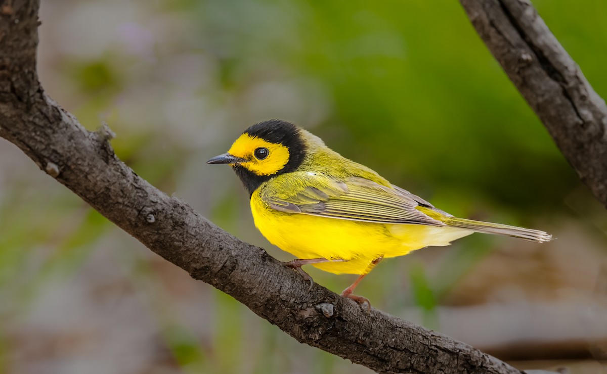 Hooded Warbler - ML618833800