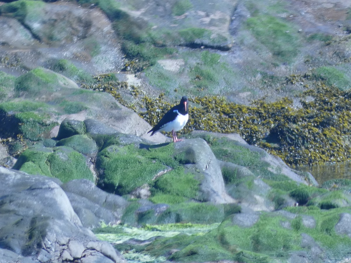 Eurasian Oystercatcher - Mike Tuer