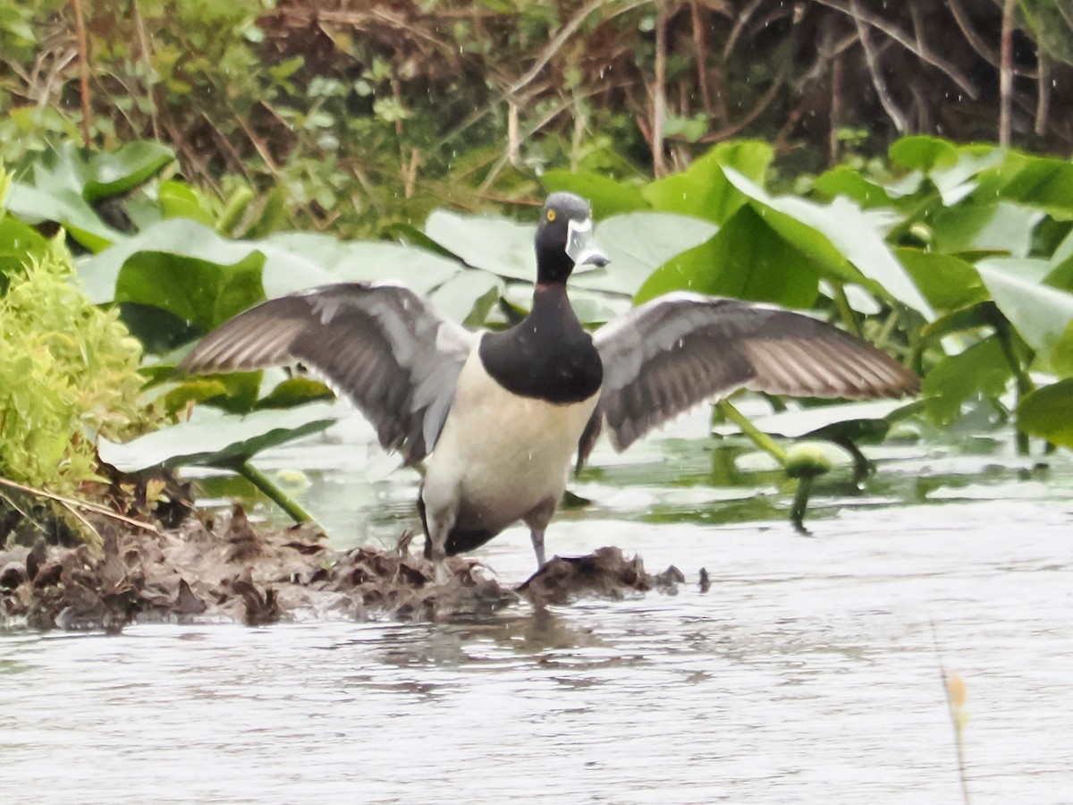 Ring-necked Duck - John Felton