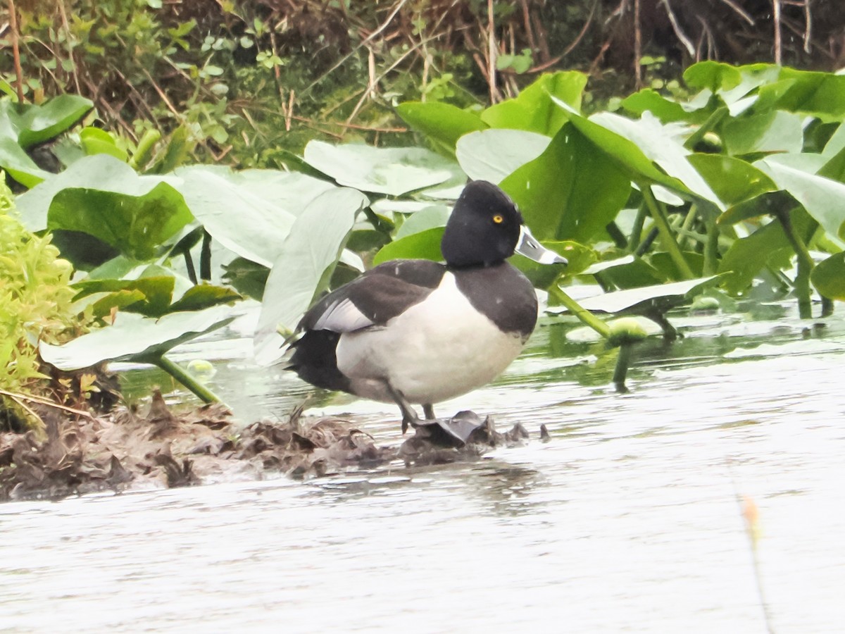 Ring-necked Duck - John Felton