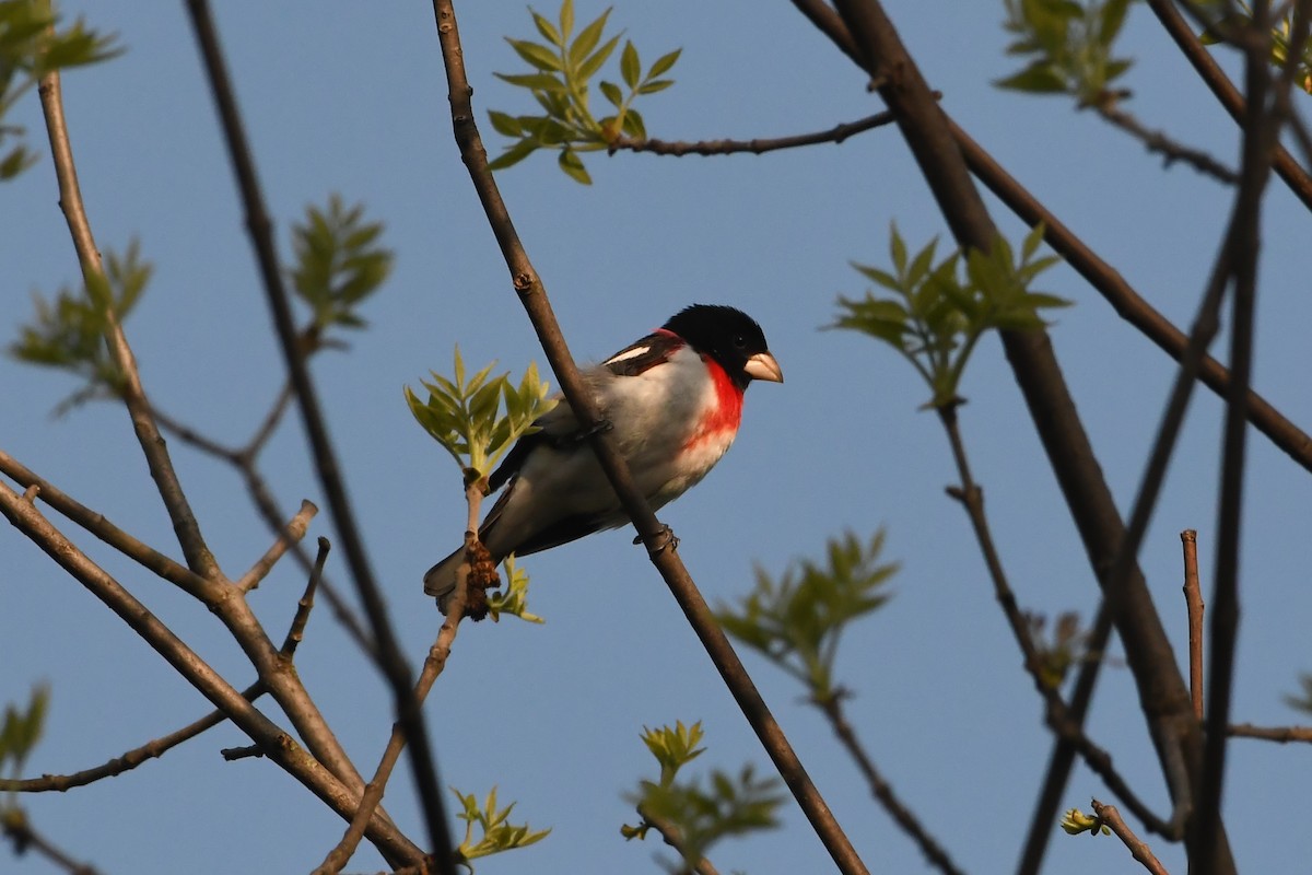 Rose-breasted Grosbeak - Penguin Iceberg