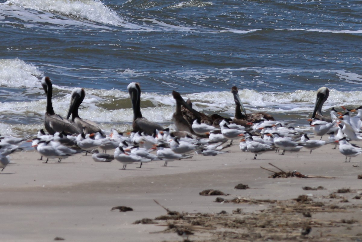 Brown Pelican - ML618833822