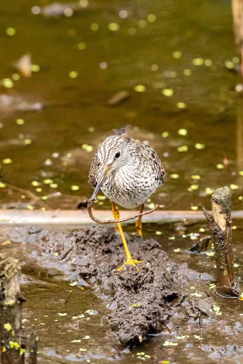 Lesser Yellowlegs - Jason Page