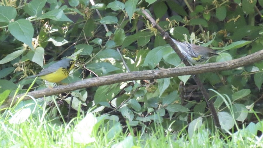 Yellow-rumped Warbler (Myrtle) - aerin tedesco