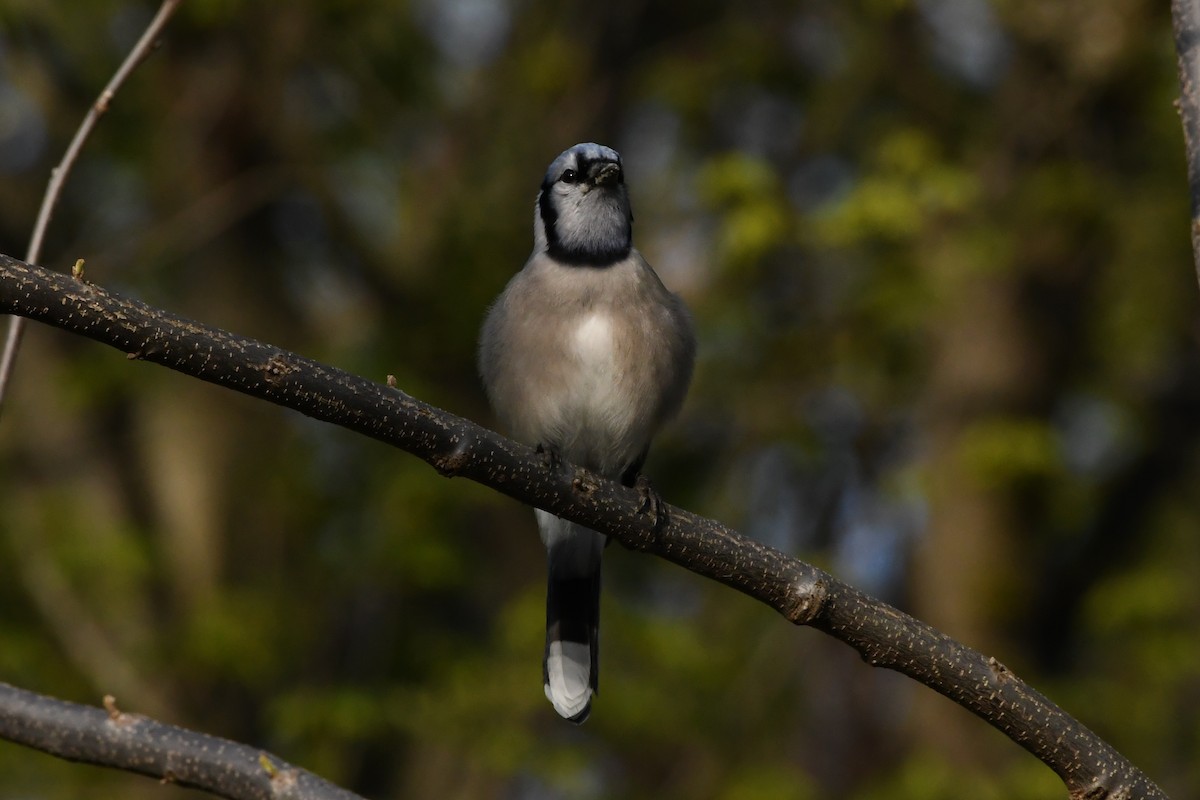 Blue Jay - Penguin Iceberg