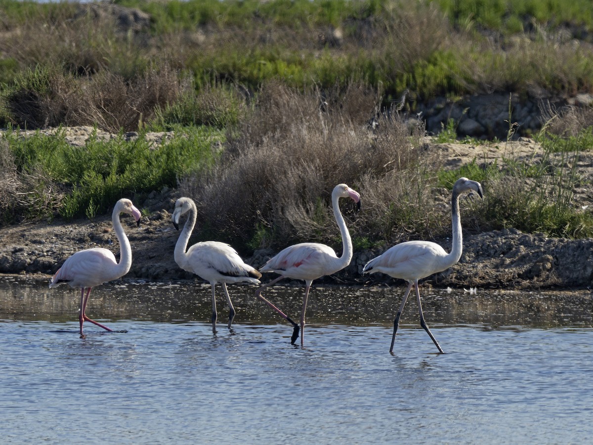 Greater Flamingo - ML618833855