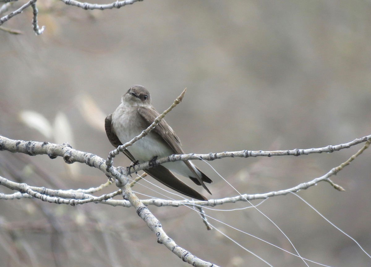 Northern Rough-winged Swallow - Teresa Dolman