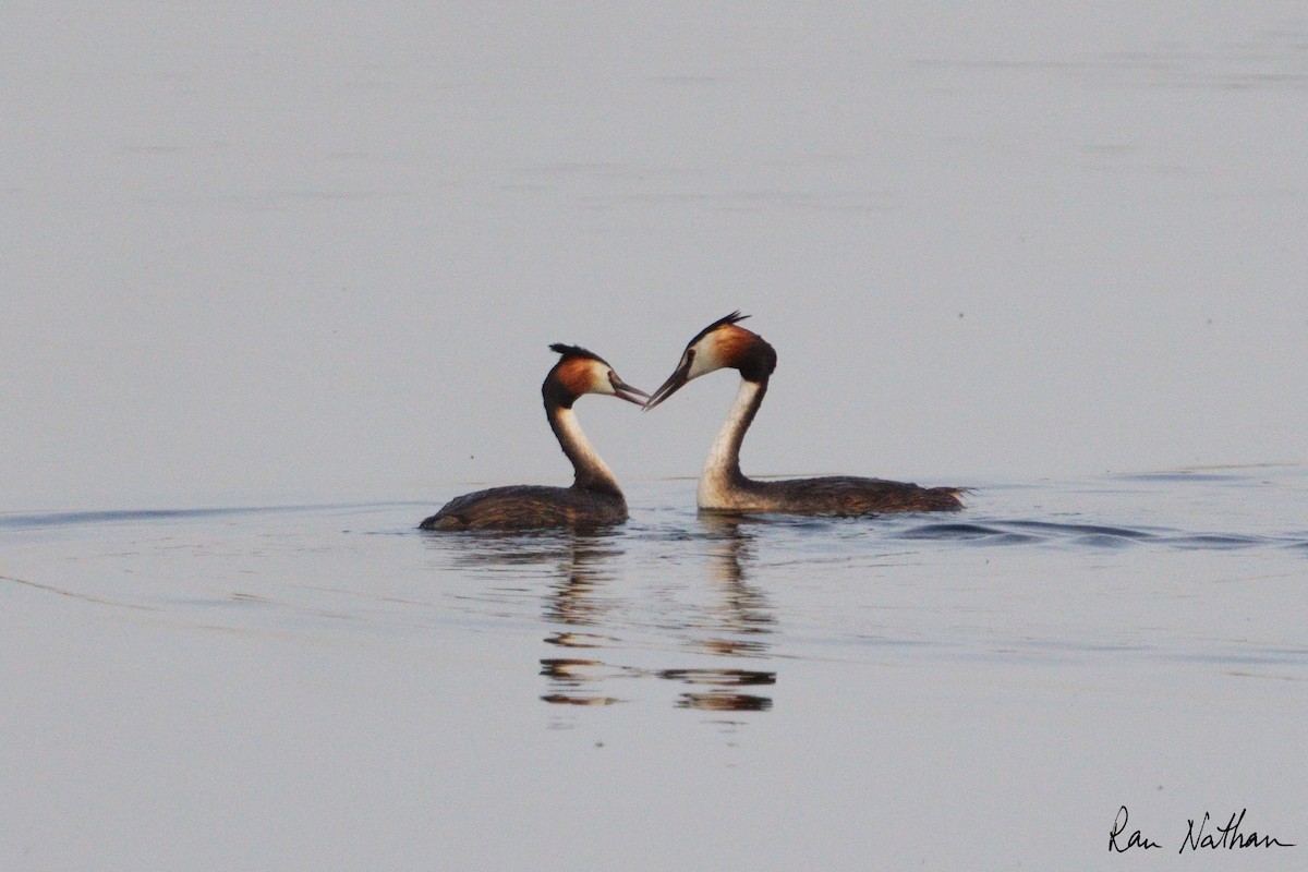 Great Crested Grebe - ML618833874
