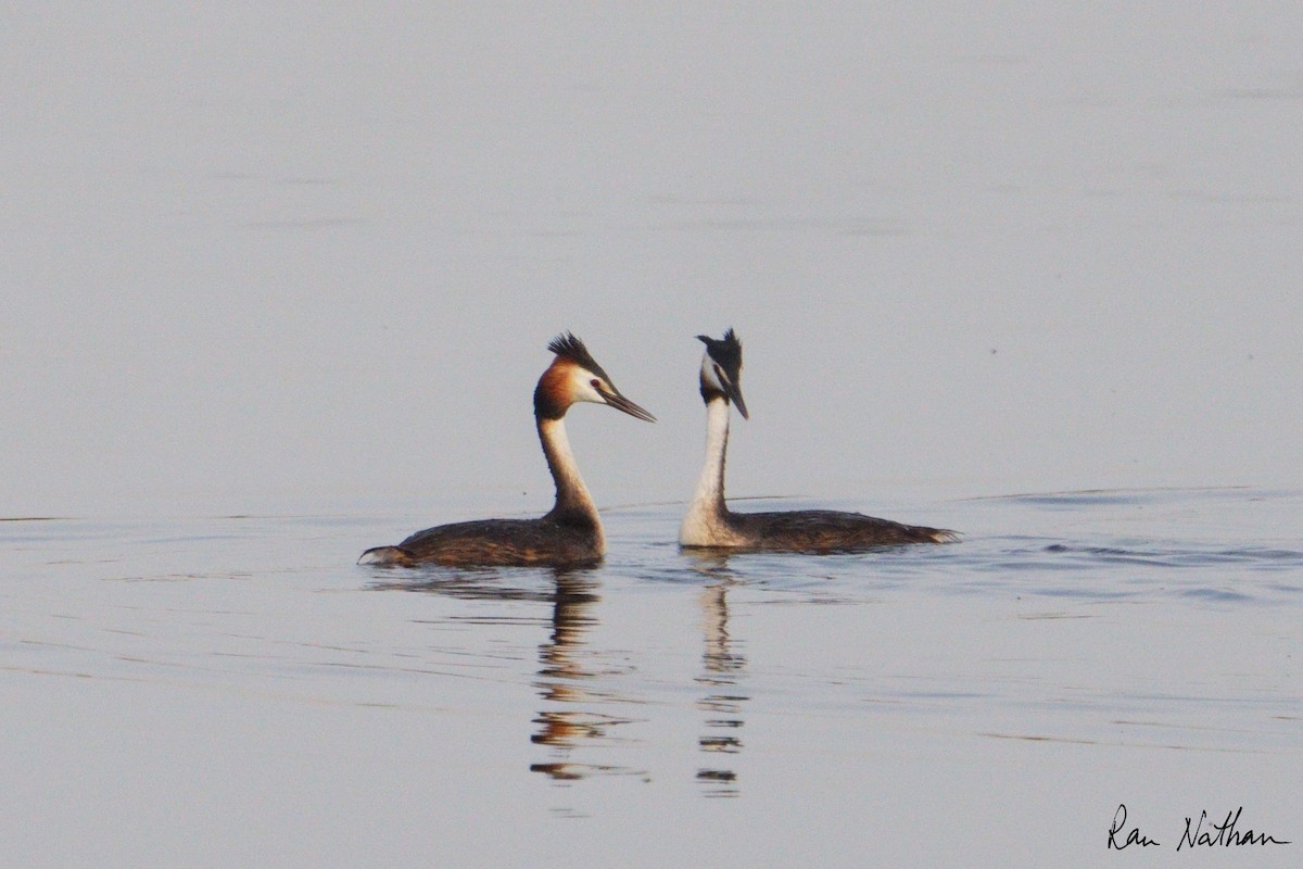 Great Crested Grebe - ML618833875