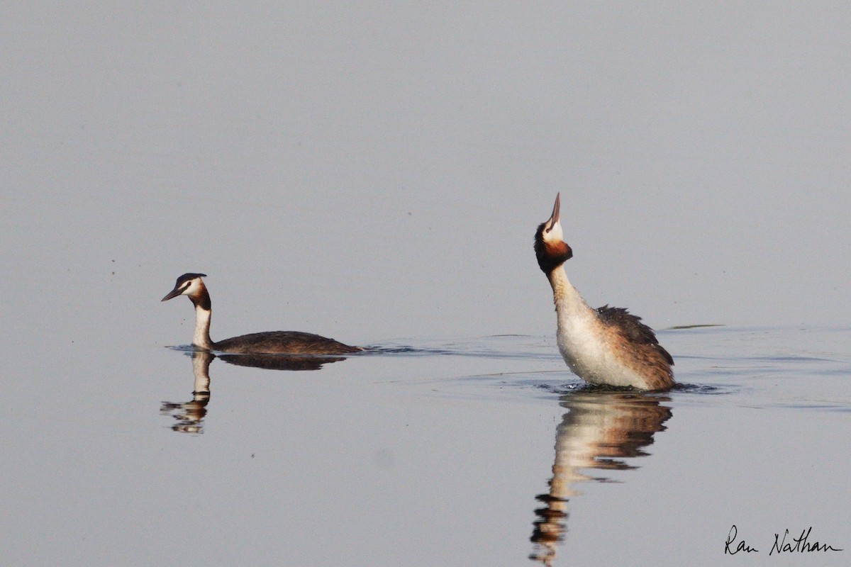 Great Crested Grebe - ML618833877
