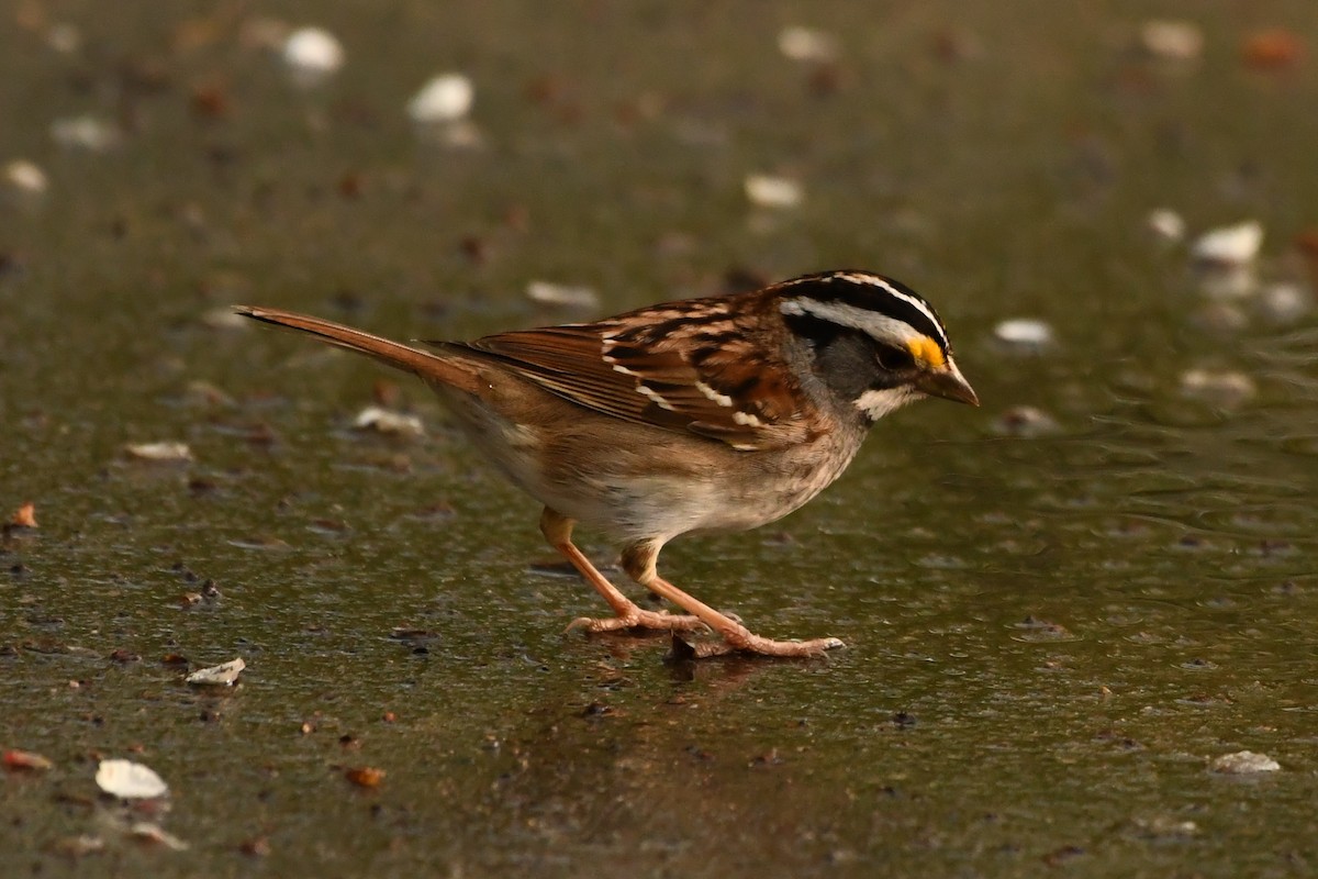 White-throated Sparrow - Penguin Iceberg