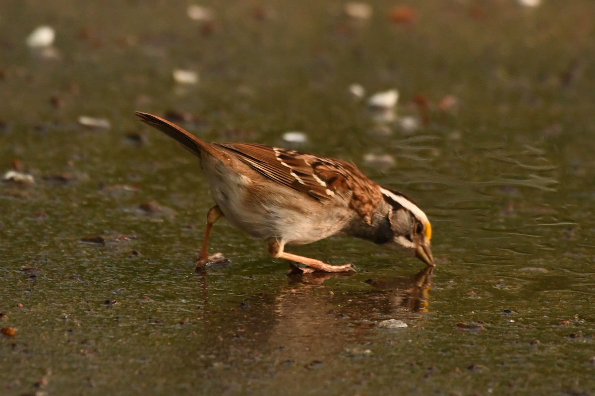 White-throated Sparrow - Penguin Iceberg