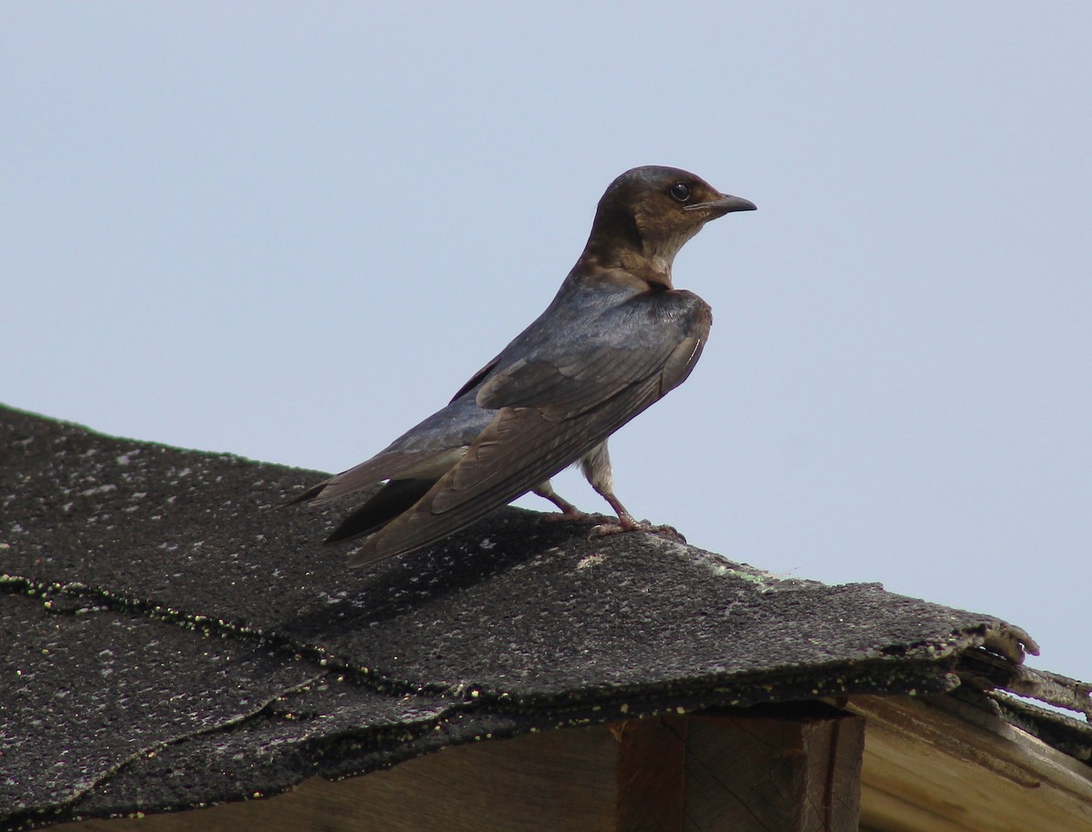 Gray-breasted Martin - T L P L