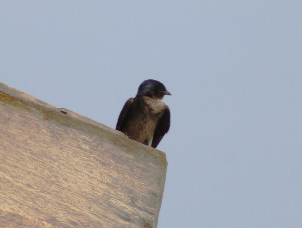 Gray-breasted Martin - T L P L