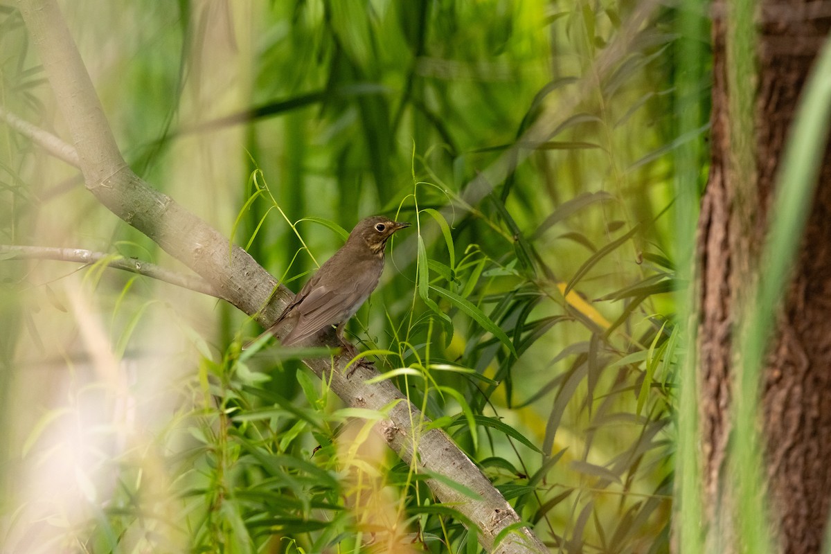 Swainson's Thrush - ML618833899