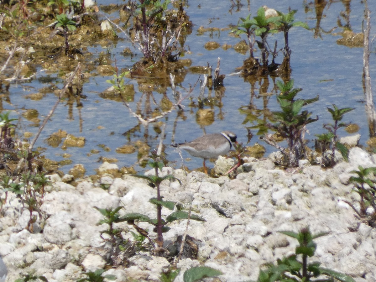 Common Ringed Plover - Mike Tuer