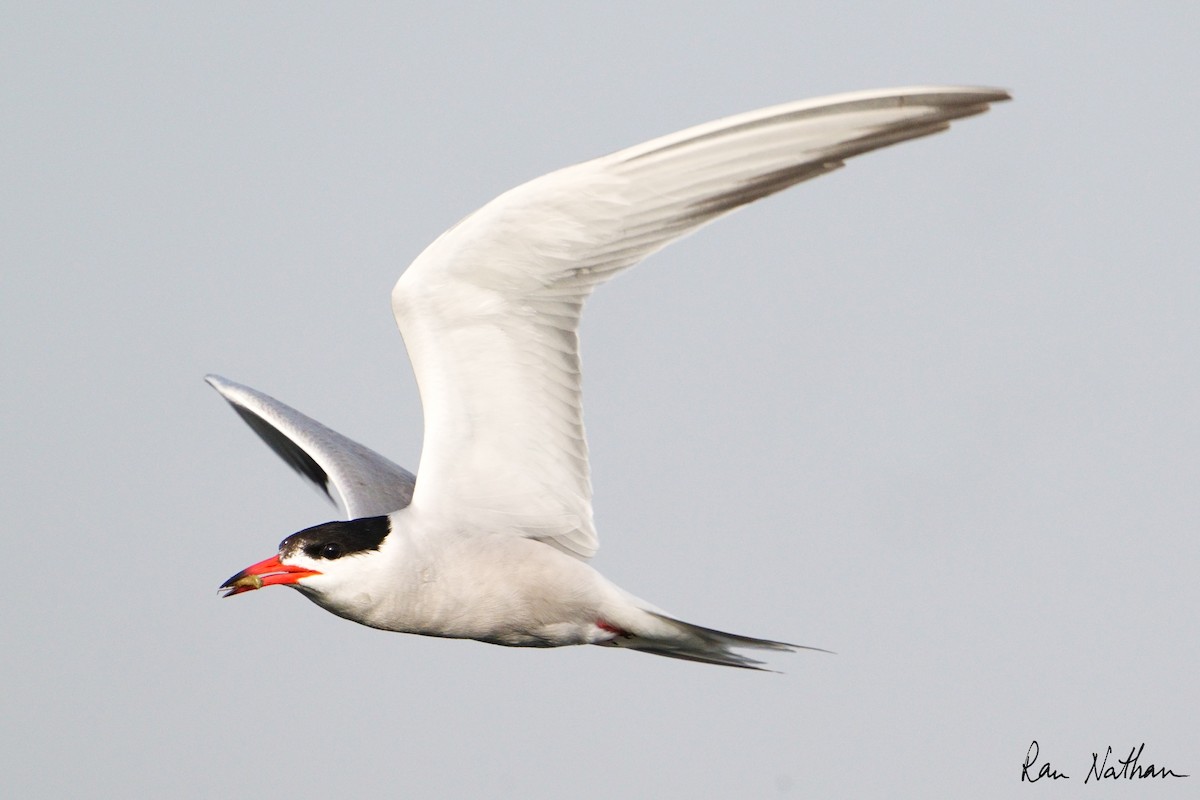 Common Tern - Ran Nathan