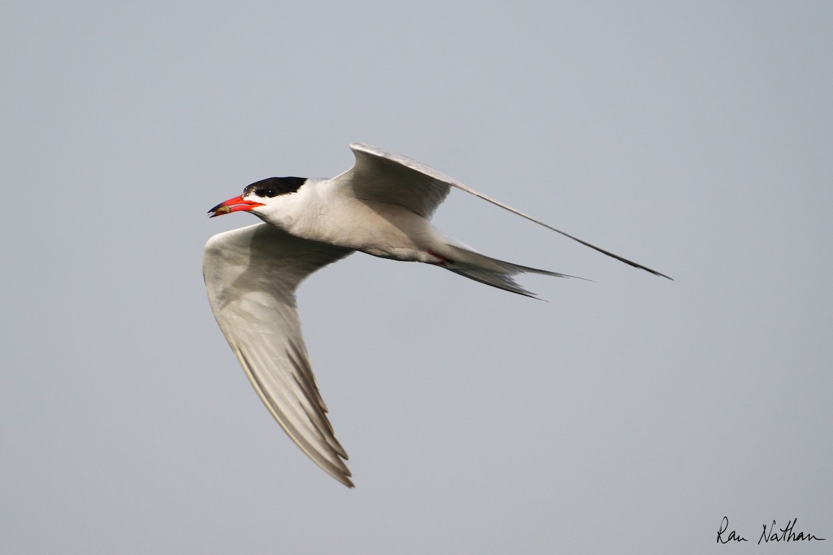 Common Tern - Ran Nathan