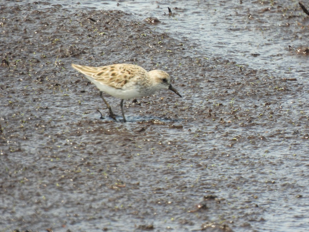 Semipalmated Sandpiper - Kristy Eleftheriou