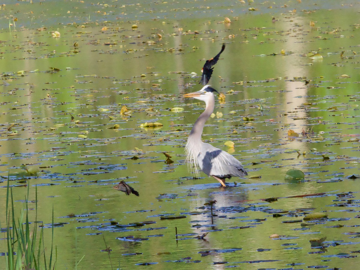 Great Blue Heron - John Felton