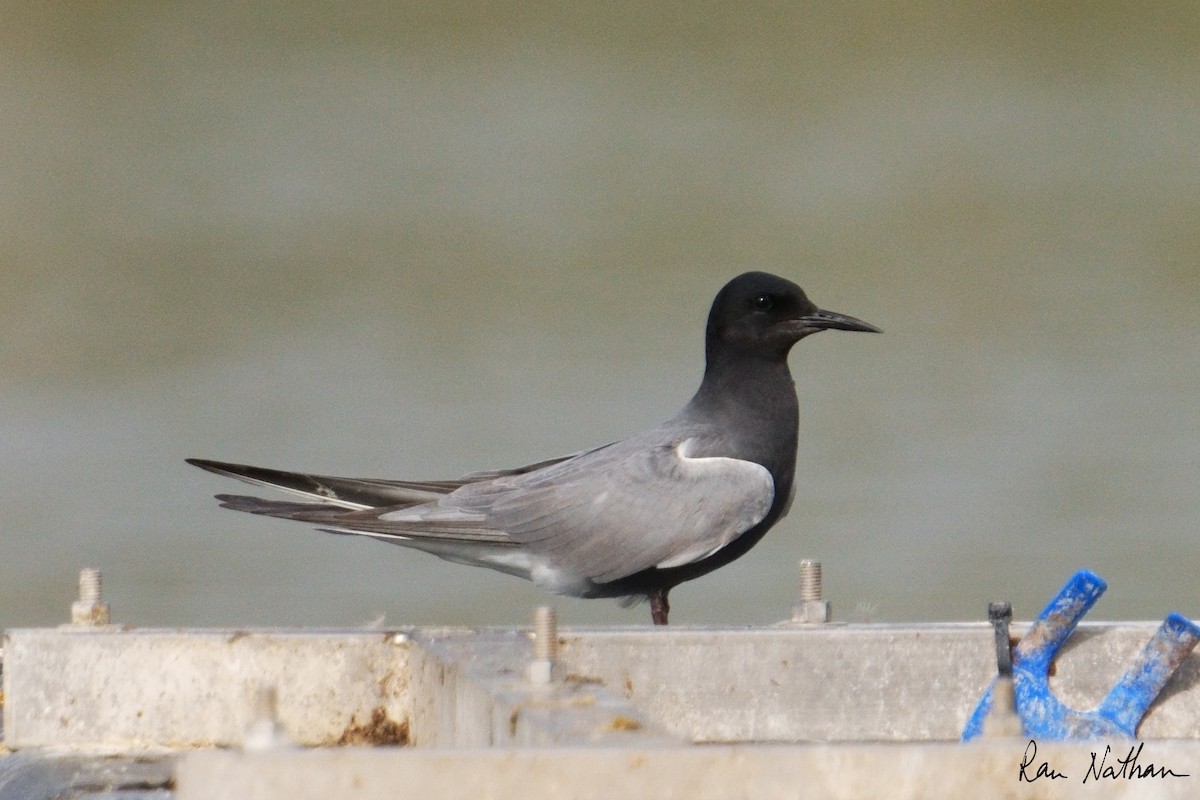 Black Tern - Ran Nathan