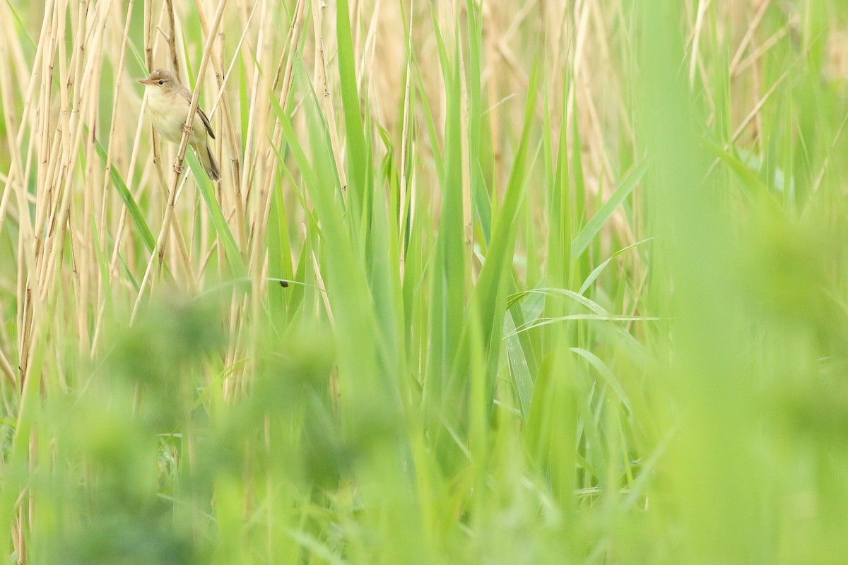 Marsh Warbler - Daan van der Hoeven