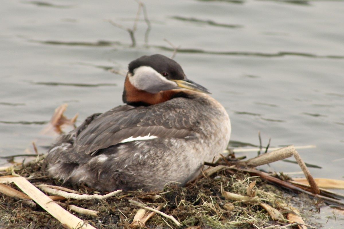 Red-necked Grebe - Anne R.