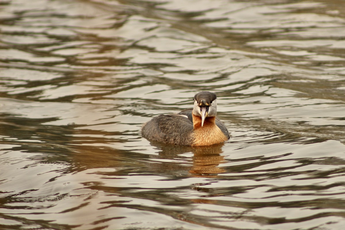 Red-necked Grebe - Anne R.