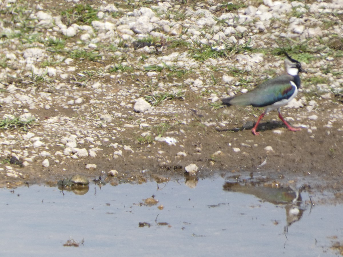 Northern Lapwing - Mike Tuer