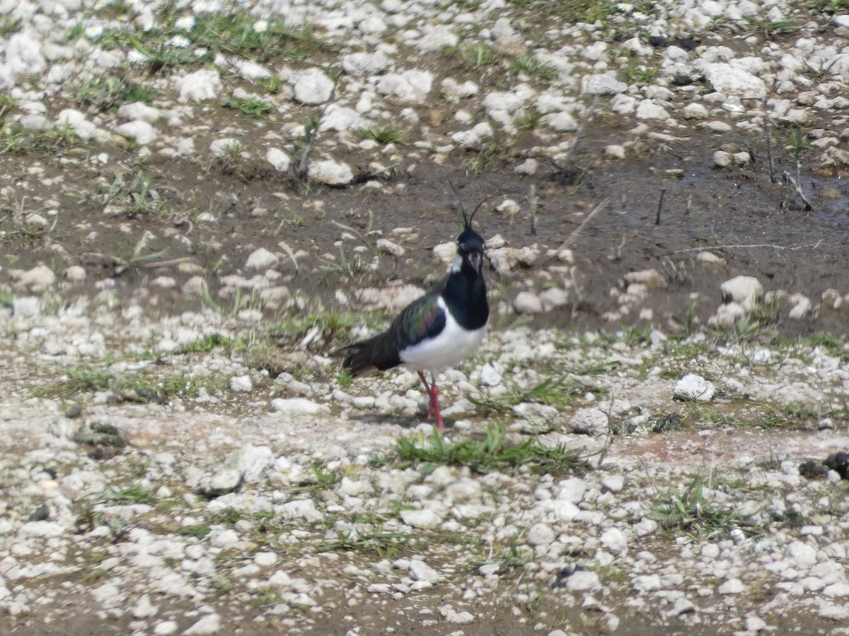 Northern Lapwing - Mike Tuer