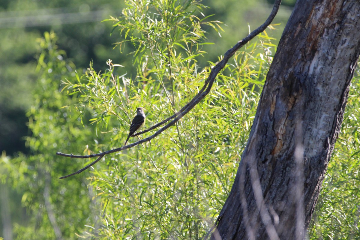 Great Crested Flycatcher - Mark Miles