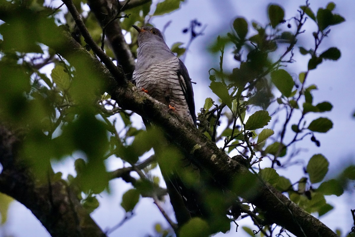 Common Cuckoo - Eva-Lisa Fischer