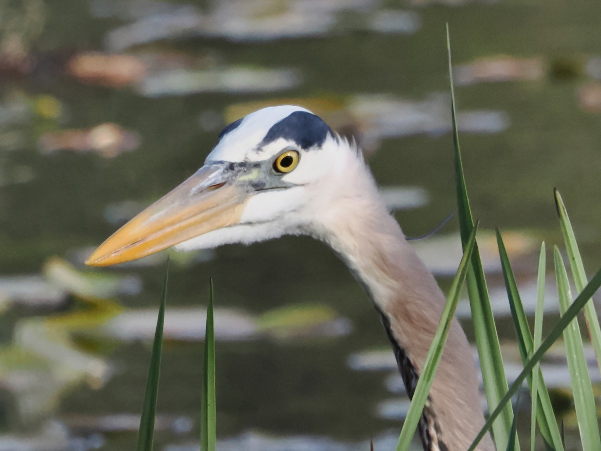 Great Blue Heron - John Felton