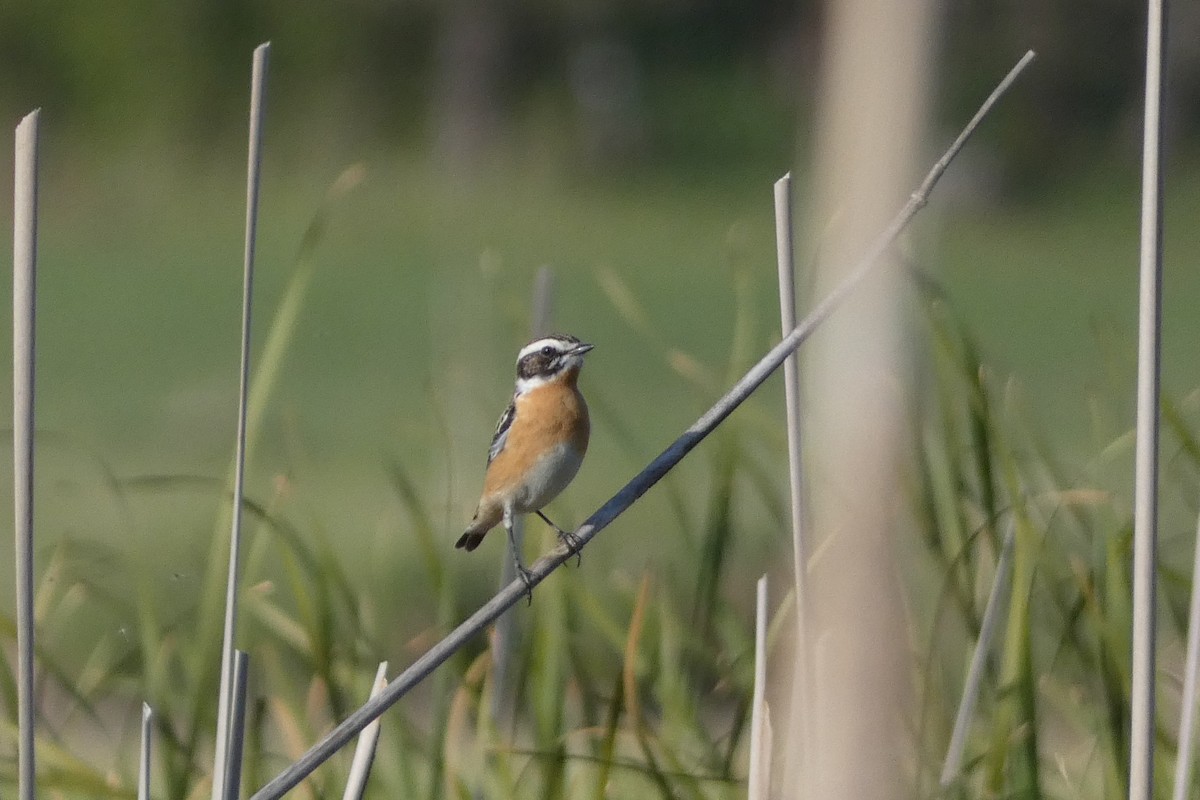 Whinchat - Zdeněk Selinger