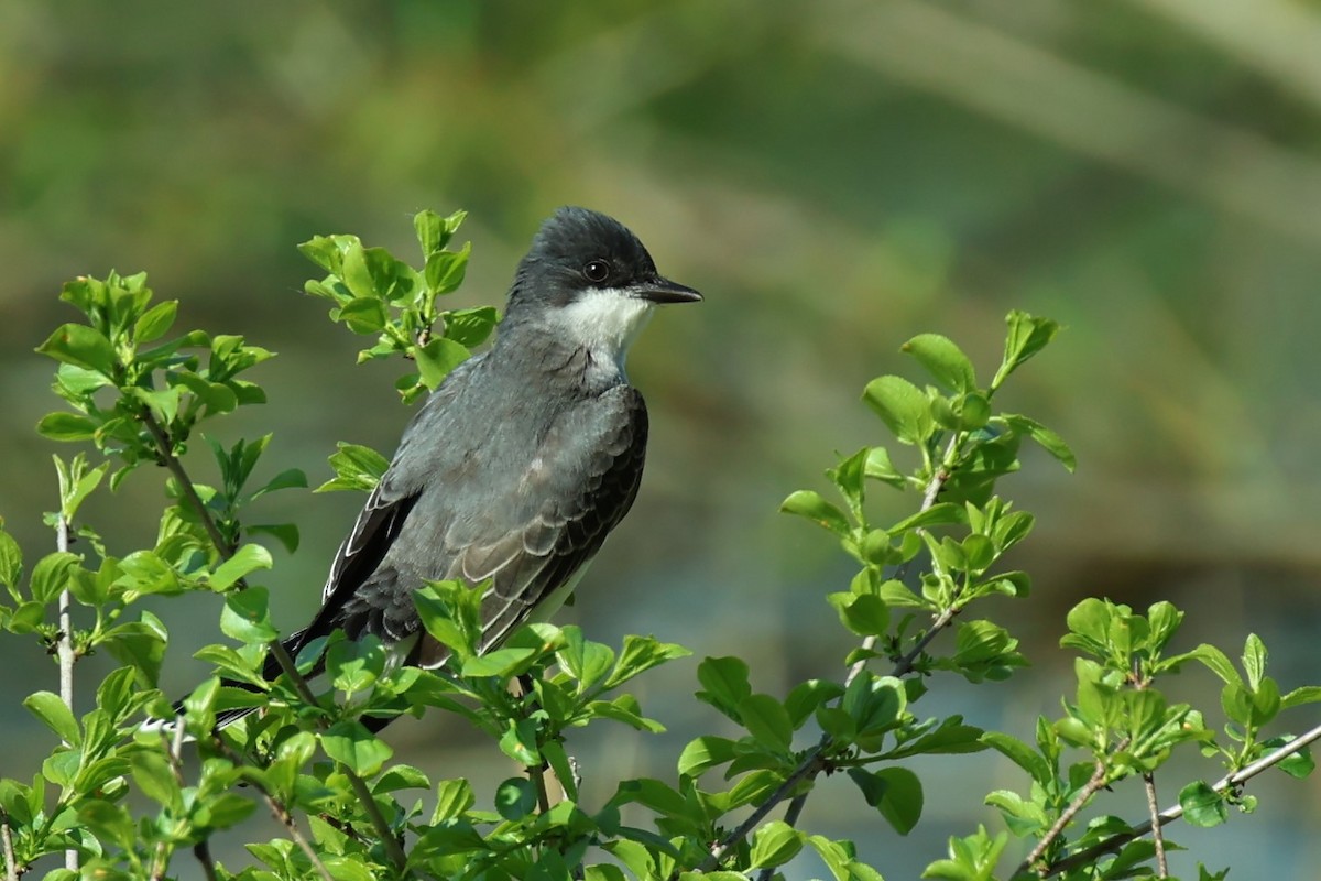 Eastern Kingbird - Anonymous