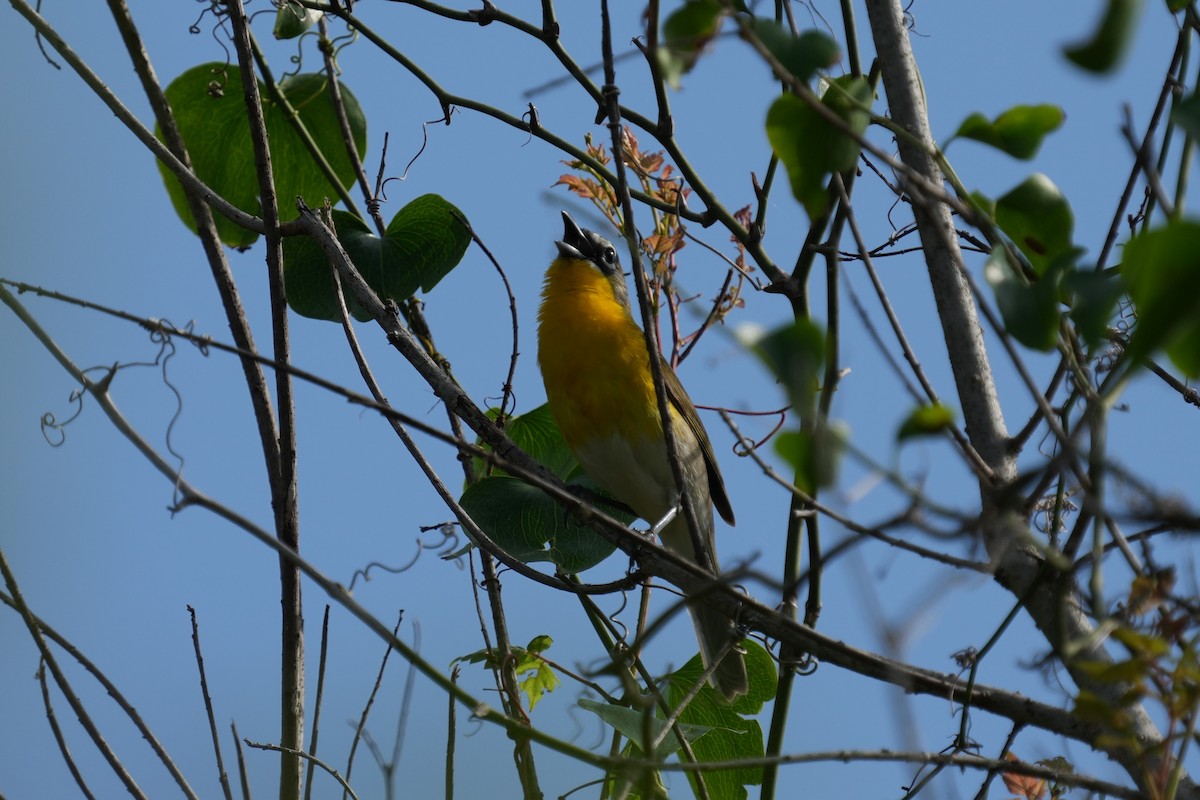 Yellow-breasted Chat - Brandon Johnson