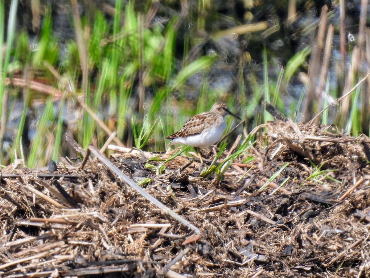 Least Sandpiper - Kristy Eleftheriou