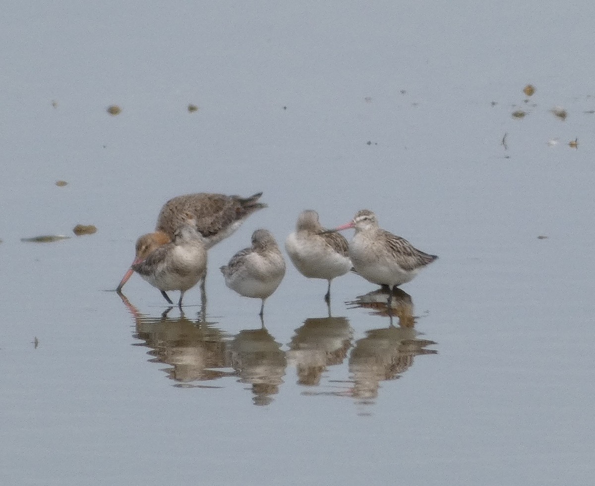 Bar-tailed Godwit - Mike Tuer