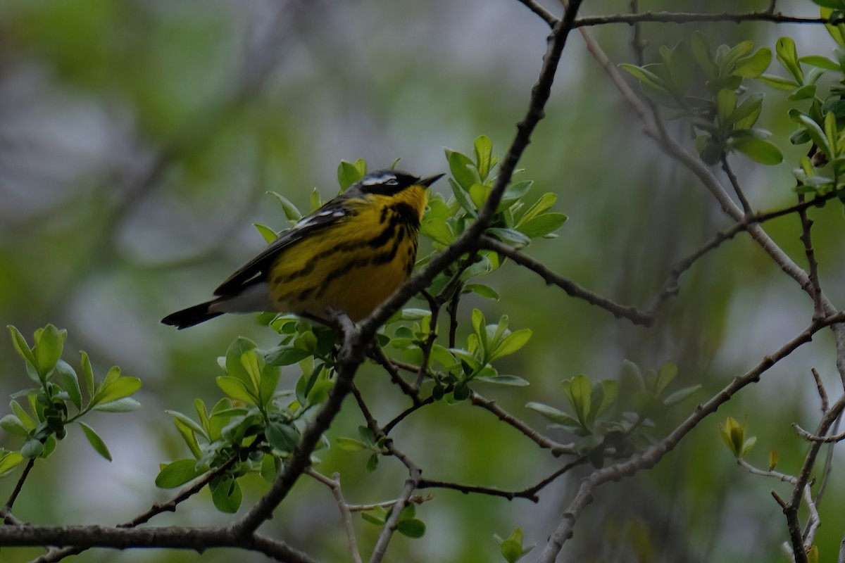 Magnolia Warbler - Cindy Gimbert