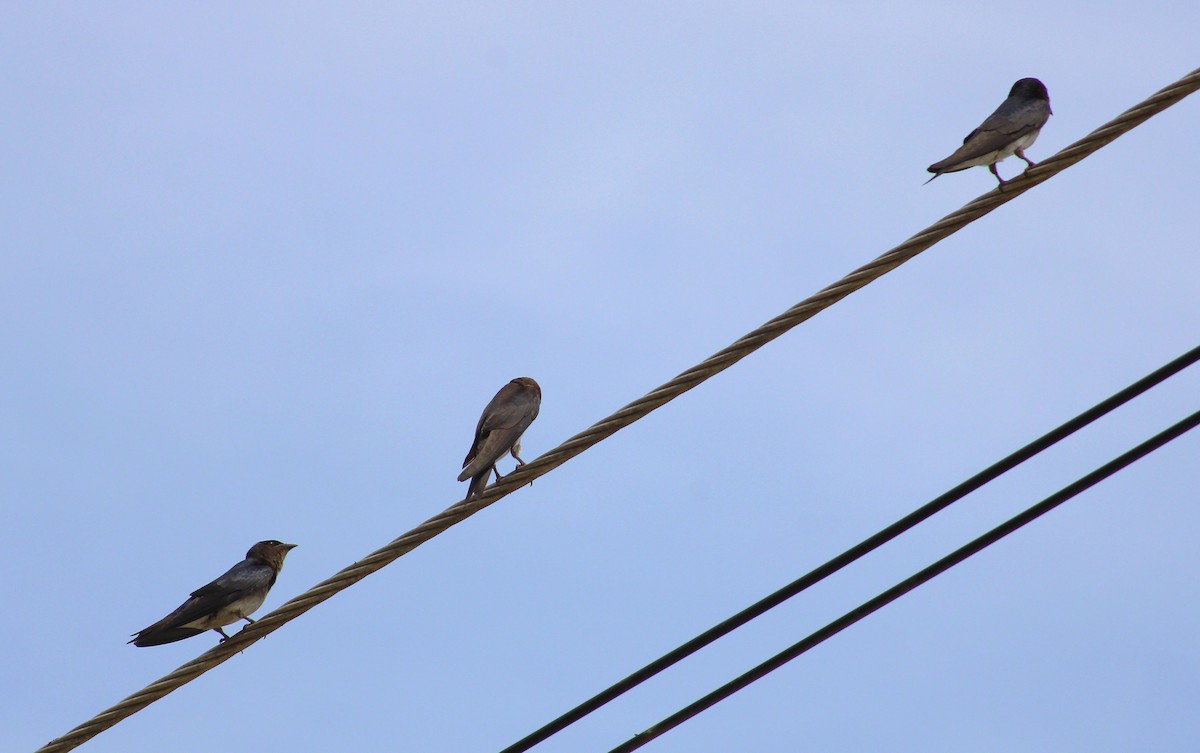 Gray-breasted Martin - T L P L