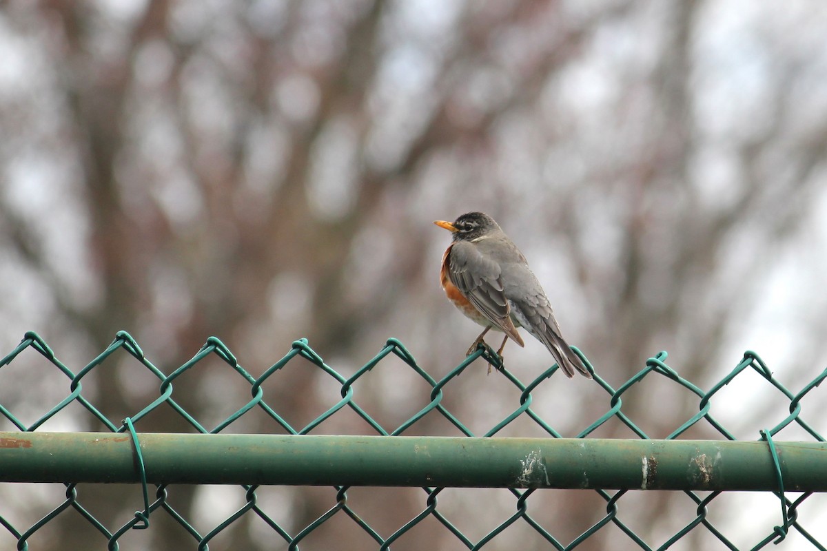 American Robin - kathleen shuet