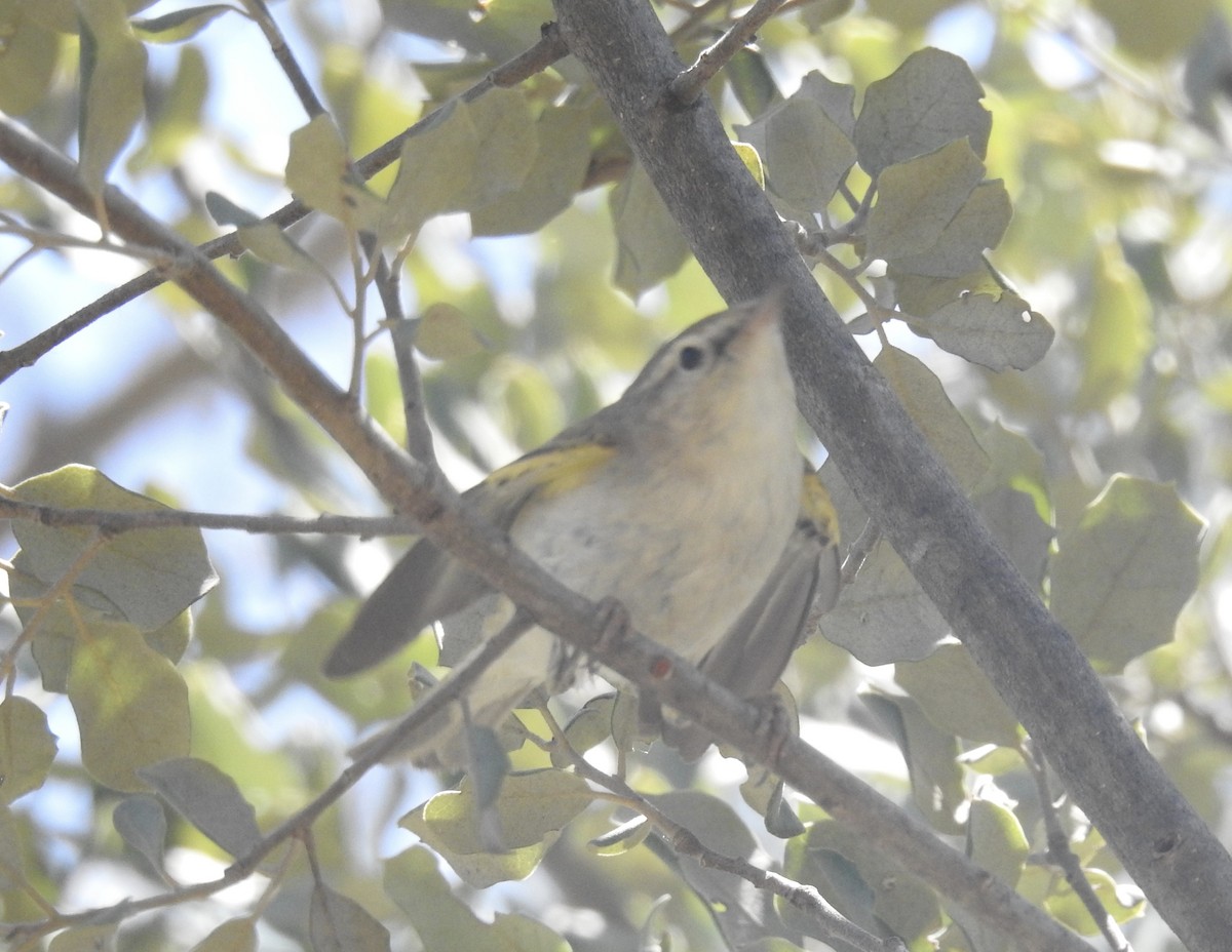 Western Bonelli's Warbler - ML618834020