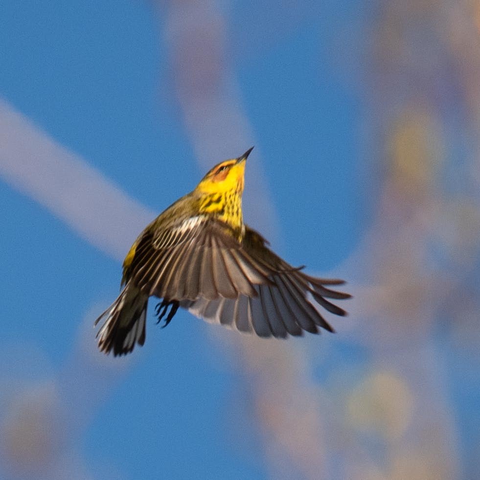 Cape May Warbler - Luc Girard